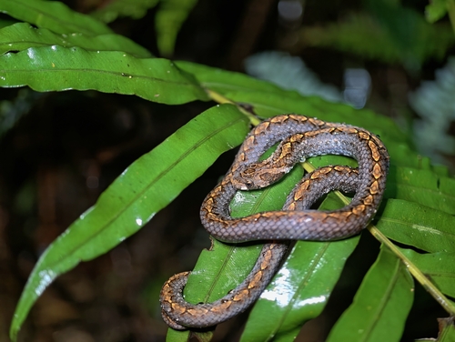 Photo of a Eberhardt's Kukri Snake (Oligodon eberhardti)