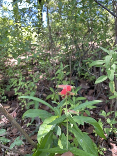 Cuphea heterophylla observed 2026-08-01