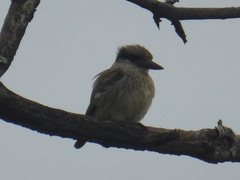 Halcyon chelicuti chelicuti