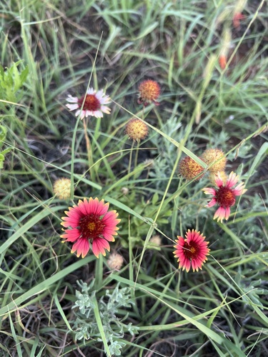 firewheel