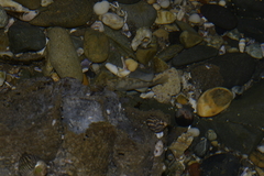 Girella elevata