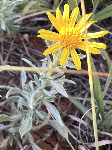 Hoary False Goldenaster