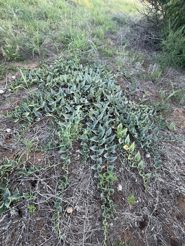 Buffalo Gourd