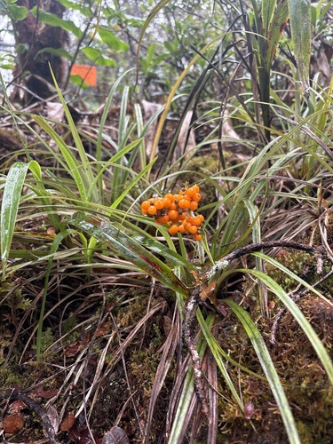 Astelia argyrocoma observed 2026-08-01