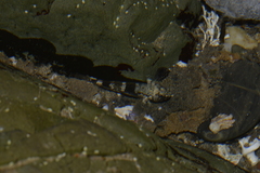 Bathygobius cocosensis