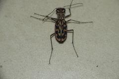 Lophyra cancellata