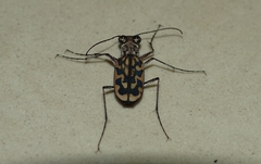 Lophyra cancellata