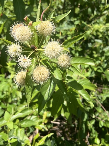 buttonbush