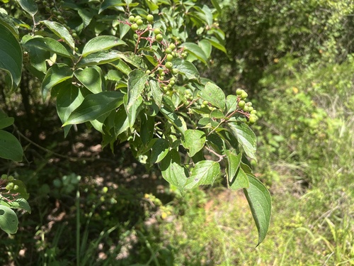 roughleaf dogwood