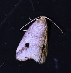Eugoa cyclota
