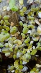 Lemna turionifera