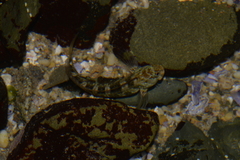 Istiblennius