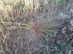 Melica imperfecta