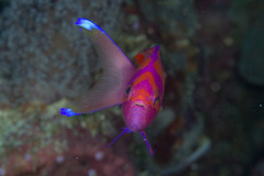 Pseudanthias pleurotaenia