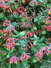 Lonicera sempervirens