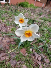 Narcissus poeticus