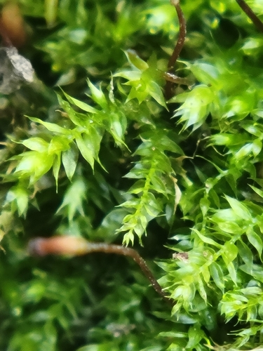 Rhynchostegium laxatum observed 2026-07-26