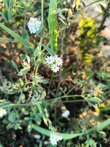 hoary alyssum