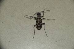 Lophyra cancellata
