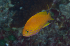 Pseudanthias pleurotaenia