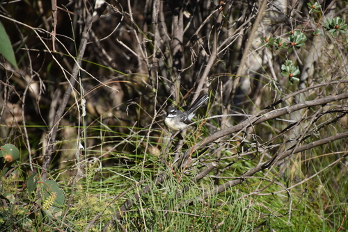 Grey Fantail