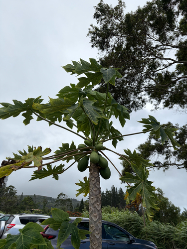 Carica papaya observed 2026-08-01