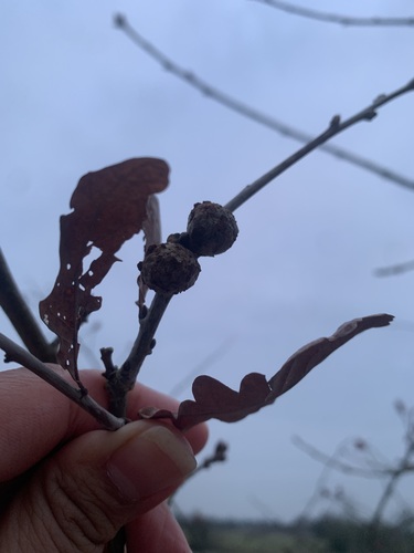 Cola Nut Gall Wasp, Gelderland, NL, photo 6 of 10