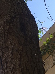 Scaptotrigona postica