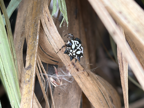 Priestly Spiny Orbweaver