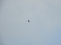 Buteo buteo