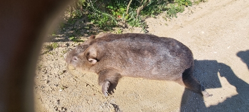 Mainland Wombat