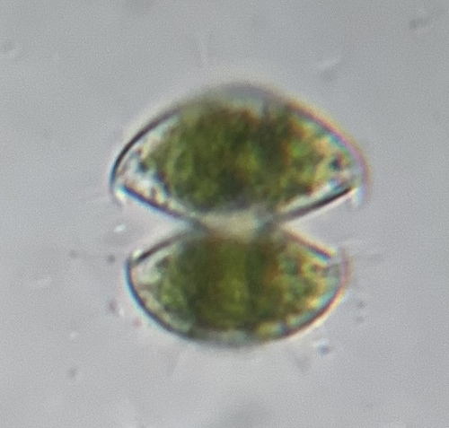 Staurodesmus dickiei, 2026-08-01
