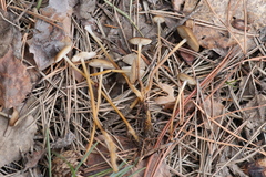 Strobilurus stephanocystis