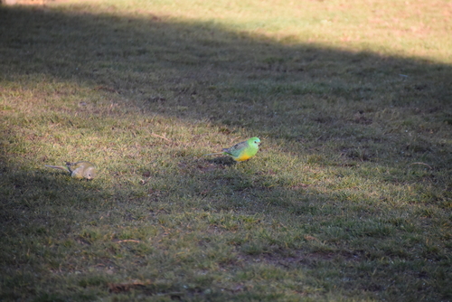 Red-rumped Parrot