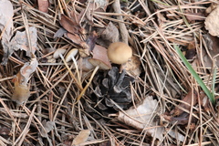 Strobilurus stephanocystis