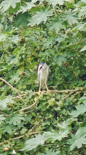Black-crowned Night Heron