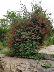 Lonicera sempervirens