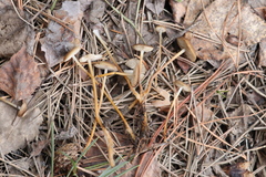 Strobilurus stephanocystis