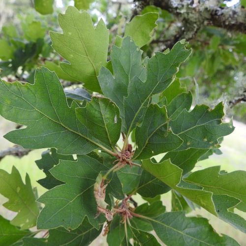 Hybrid oak (Quercus × eplingii)