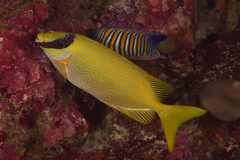 Siganus puellus