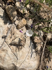 Evolvulus sericeus