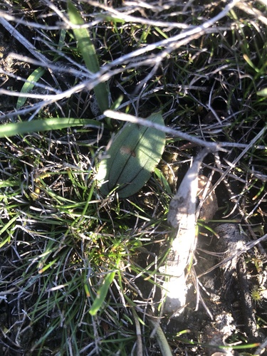 Hare Orchid