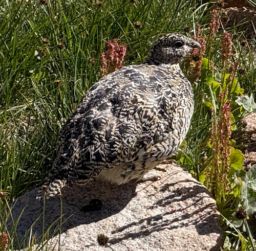 iNaturalist observation photo of White-tailed Ptarmigan