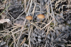 Strobilurus stephanocystis