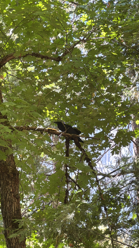 iNaturalist observation photo of Common Raven