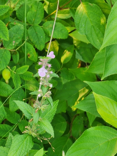 prairie woundwort