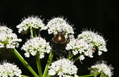 Cetonia aurataeformis