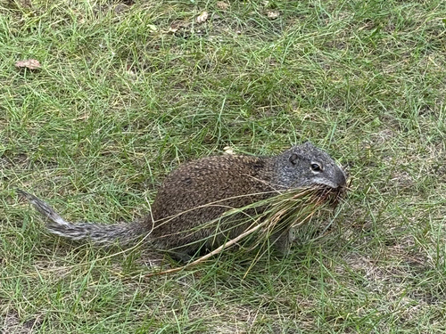Franklin's Ground Squirrel