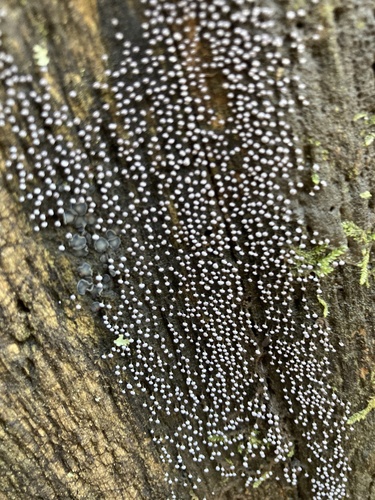 Physarum album