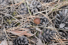 Strobilurus stephanocystis